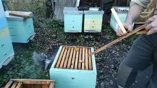 Стоит ли давать пчёлам сироп. 10.11.23