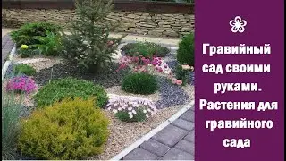 ❀ Гравийный сад своими руками.  Растения для гравийного сада