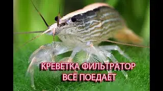 Креветка фильтратор всё поедает