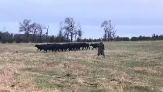 Dagley's Flash - 11 month old Hangin Tree Cowdog