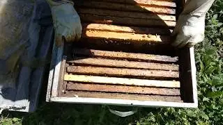 Пасека #1 Плановый осмотр пчелиных семей. Часть 1