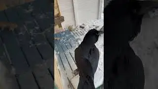 Ворон общается с дядей 😅 