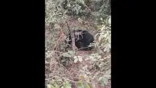 Hidden cam has caught at jungle