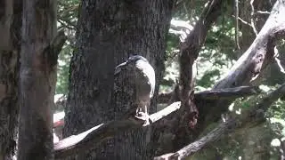 Huairavo (Nycticorax nycticorax)