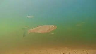 Water World (part 1/2). Camera in the River