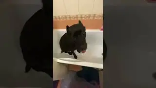 Кане-Корсо хочет мыться