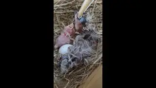 Seguimos ayudando a los padres al natural