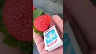клубника в декабре