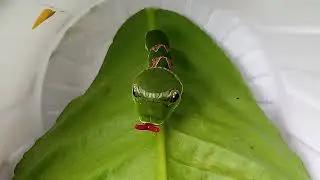 A caterpillar life | botas catepillar| caterpillar shapes and colors|the very hungry Caterpillar