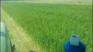 A Hay Failure!