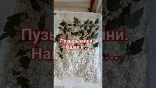 Красный пузыреплодник мини.Пришел, увидел и... черенки пошли на окоренение.
