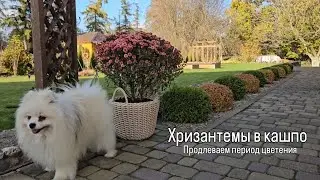 Хризантемы мультифлора в кашпо. Продлеваем период цветения.