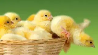 Chicken Sounds SOUND EFFECT Chicken Clucking Sound Effect