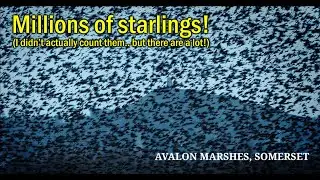I've never seen so many birds in one place!!!