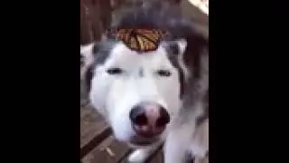 When dog get butterflies | Butterfly | Dog