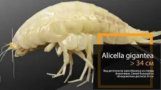 Самые огромные ракообразные
