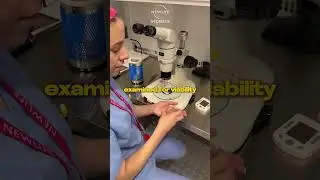 From Lab to Life: The Embryo Journey 🔬 🌱
