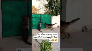 Itna accha welcome koi nhi krta🤣🤣. #dog#youtubeshorts #shortsfeed #shorts #viral #trending #doglover