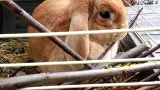 Lop-eared dwarf rabbit ram