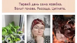 Первый день одна. Сею цветы. Воспитываю цыплят)))