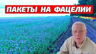 Перевозка пасеки Пасека на фацелии
