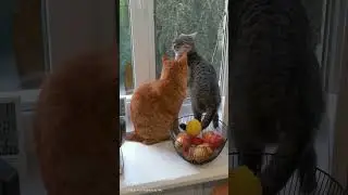 Один подоконник на двоих не делится 