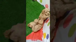 четыре сыночка и лапочка дочка  щенки мальтипу