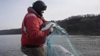 Финский залив ловля сетями лосось 6 кг  big salmon