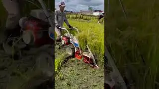 طريقة حصاد الأرز في اليبان | ماكينة حصاد الأرز | الآلات الزراعية #riceharvester #riceharvesting