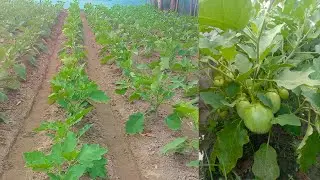 Watch eggplant grow from seed to harvest in 5 minutes! Eggplant seeds from fruit