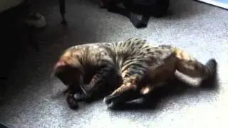 Nikita vs Catnip Mouse