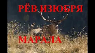 РЁВ ИЗЮБРЯ, МАРАЛА, БЛАГОРОДНОГО ОЛЕНЯ  ФИЛЬМ 2
