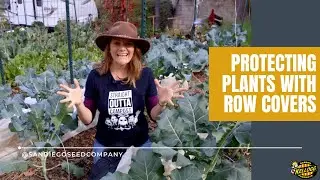 Protecting Plants With Row Covers