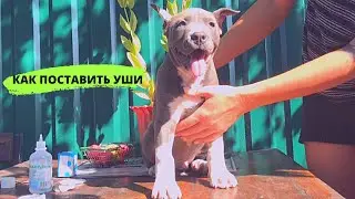 Как поставить уши щенку