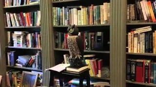 Owl turning head
