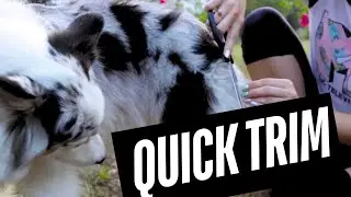 Grooming An Australian Shepherd (QUICK CUT)