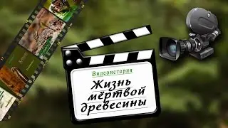 Video History. Life in a dead tree.