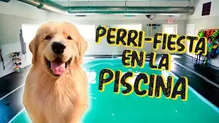 Tucker se divierte en una fiesta de piscina con sus amigos 🐶
