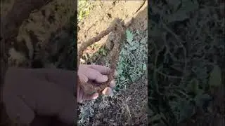 Металлоискатели в Казахстане, Алматы.