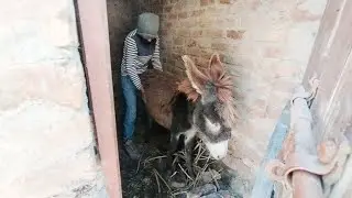 Today The Boy Played A Game With The Donkey Fun Dance.😁😁