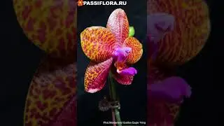 Phal.Meidarland Golden Eagle ’King зарегистрирован в 2018.