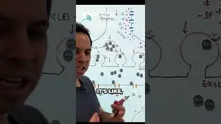 Reuptake #neurotransmitters #reuptake  #neuralpathways #biology #neuron