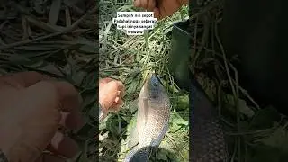 sekian lama akhirnya #fishing #kail #mancing #ikansawah #mancingsawah #mancingikandisawah