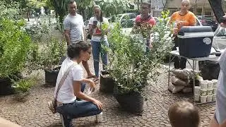 Mirtilo...nova paixão