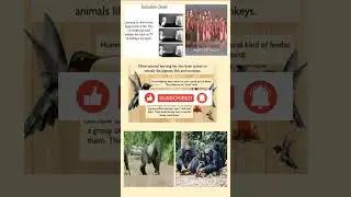 From Dolphins to Dogs:The Surprising Observational Skills of Animals #shorts #youtubeshorts #viral