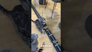 Do you know how good a cat can bounce?