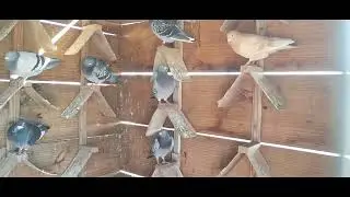 de volta aos vídeos
