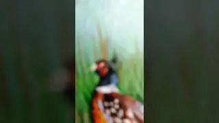 Картина с фазаном акриловыми красками на холсте💚Painting with pheasant with acrylic paints on canvas
