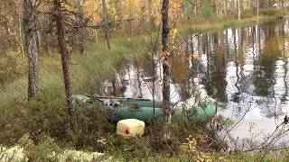 Брожу по тайге, огромные окуни