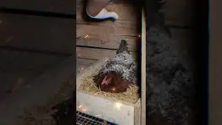 A method to remove chicken lice and mites. This is very important for the health of the chicken.